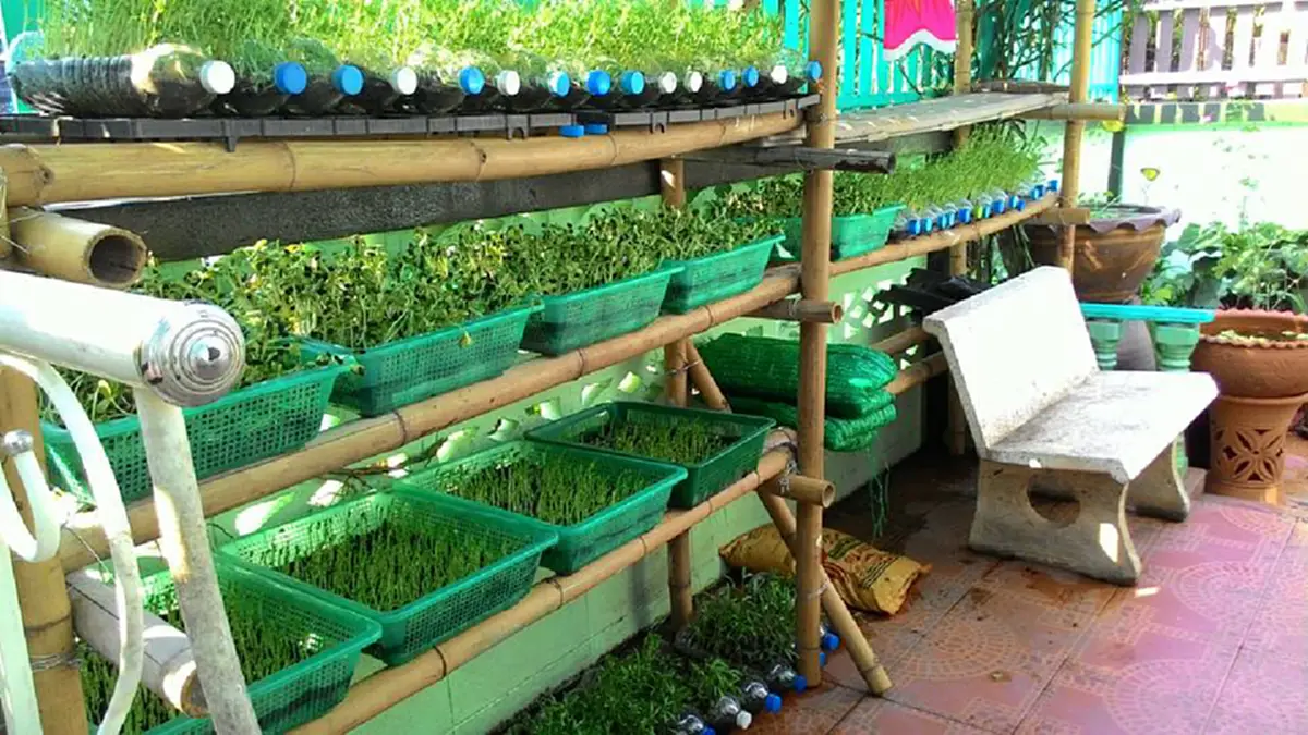 ผู้ใหญ่บางคนถึงกับอาย! เด็ก ป.4 ใช้พื้นที่ข้างบ้านปลูกผักปลอดสารพิษ ปลูก 7 วัน ไปขายเก็บเงินจ่ายค่าเทอม สร้างรายได้กว่าเดือนล่ะ 1 หมื่นบาท!