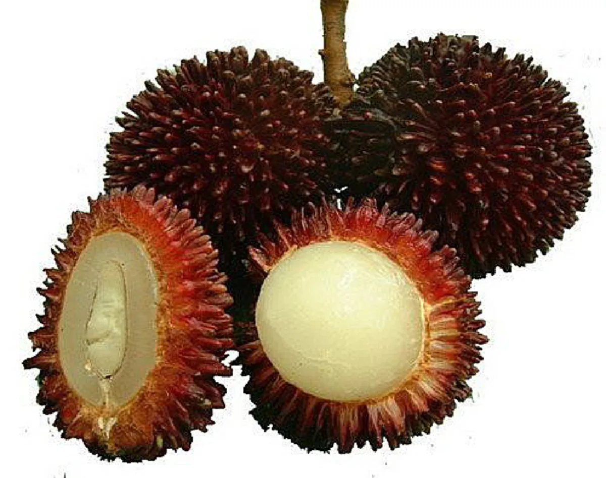 เกิดมาครั้งหนึ่งต้องได้ลองชิม!! ผลไม้สุดแปลก "เงาะลิ้นจี่หรือเงาะปูลาซัน" คล้ายเงาะกับลิ้นจี่รวมกันในลูกเดียว รสหวานไม่ติดเปรี้ยว (ชมคลิป)