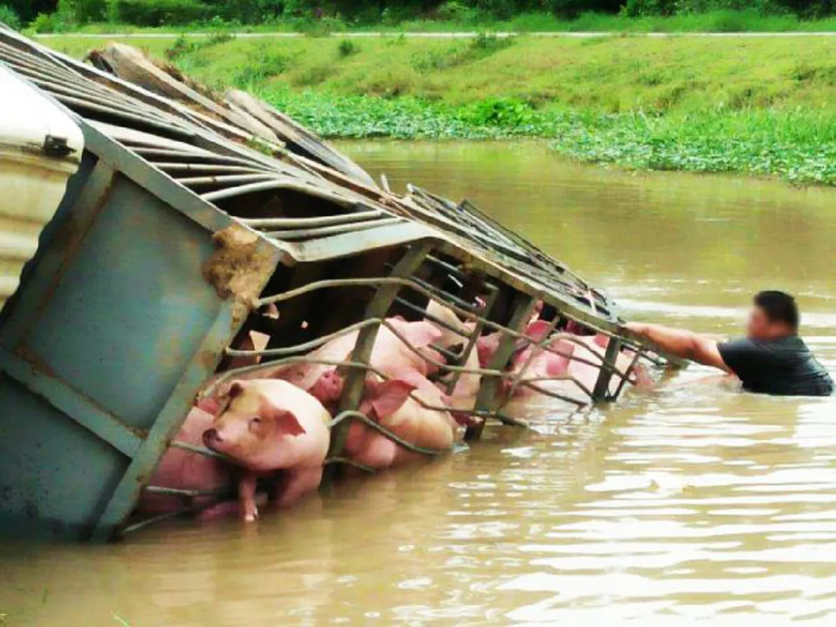 ช่วยหมูไม่ทัน?? สุดสลด!! รถบรรทุกหมูพลิกคว่ำพุ่งดิ่งลงคลอง!! ชาวบ้านแห่มุงดู ร่างศพหมูติดคอกตายเกลื่อนหลายสิบตัว!!?? (รายละเอียด)