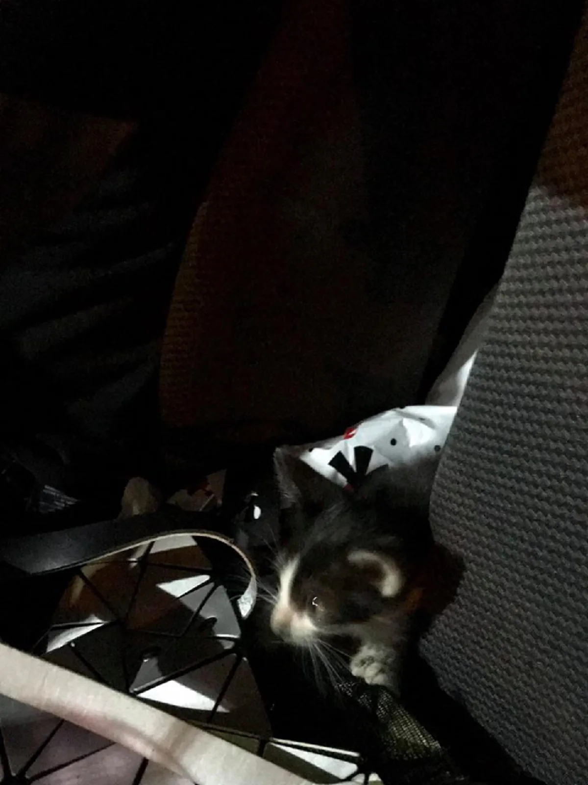 สาธุๆ น้ำใจงาม หนุ่มสาวขับรถกลับตจว.เจอแมวน้อยนอนขดริมถ.วิภาฯ ไม่เลยผ่านพากลับดูแล ล่าสุดบอกเลยพลิกชีวิตจริงๆ