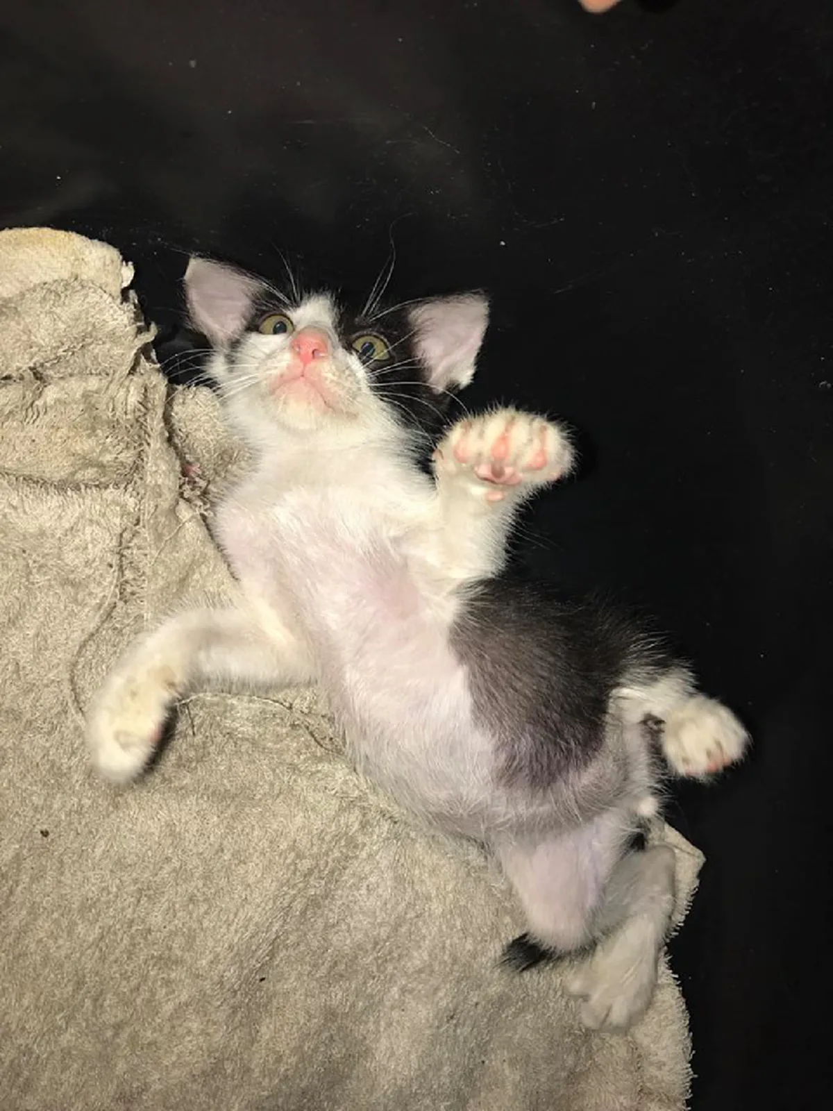 สาธุๆ น้ำใจงาม หนุ่มสาวขับรถกลับตจว.เจอแมวน้อยนอนขดริมถ.วิภาฯ ไม่เลยผ่านพากลับดูแล ล่าสุดบอกเลยพลิกชีวิตจริงๆ