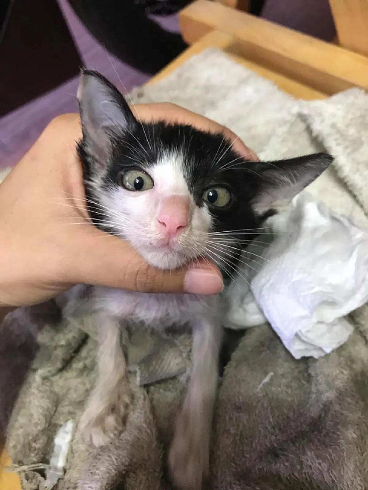 สาธุๆ น้ำใจงาม หนุ่มสาวขับรถกลับตจว.เจอแมวน้อยนอนขดริมถ.วิภาฯ ไม่เลยผ่านพากลับดูแล ล่าสุดบอกเลยพลิกชีวิตจริงๆ