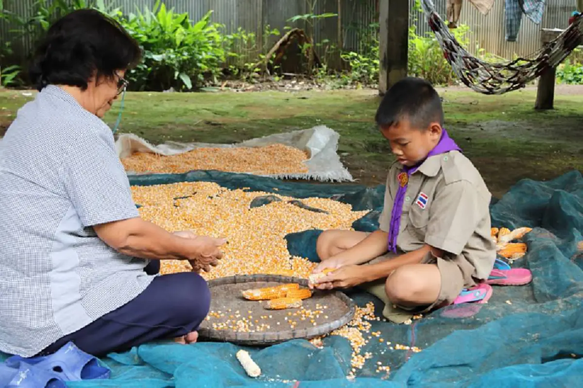 รันทดสุดๆ \"ด.ช.10 ขวบ\" อาศัยบ้านซอมซ่อ ดูแลพ่อพิการ ซ้ำปู่ป่วย-ย่าแก่ตัวหูตึง ต้องแกะเมล็ดข้าวโพดแลกเงินจุนเจือ 4 ชีวิต