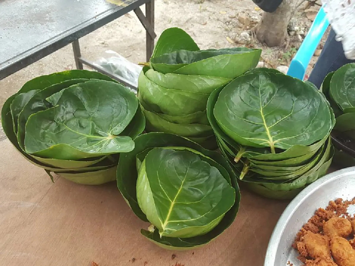 สิ่งดีๆจากธรรมชาติ  "ใบเล็บครุฑอังกา" อีกหนึ่งทางเลือกทดเเทน "พลาสติก","โฟม" ช่วยลดขยะ ลดโลกร้อน!!