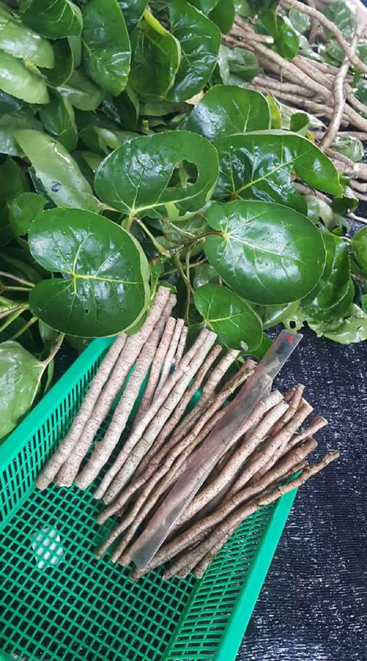 สิ่งดีๆจากธรรมชาติ  "ใบเล็บครุฑอังกา" อีกหนึ่งทางเลือกทดเเทน "พลาสติก","โฟม" ช่วยลดขยะ ลดโลกร้อน!!