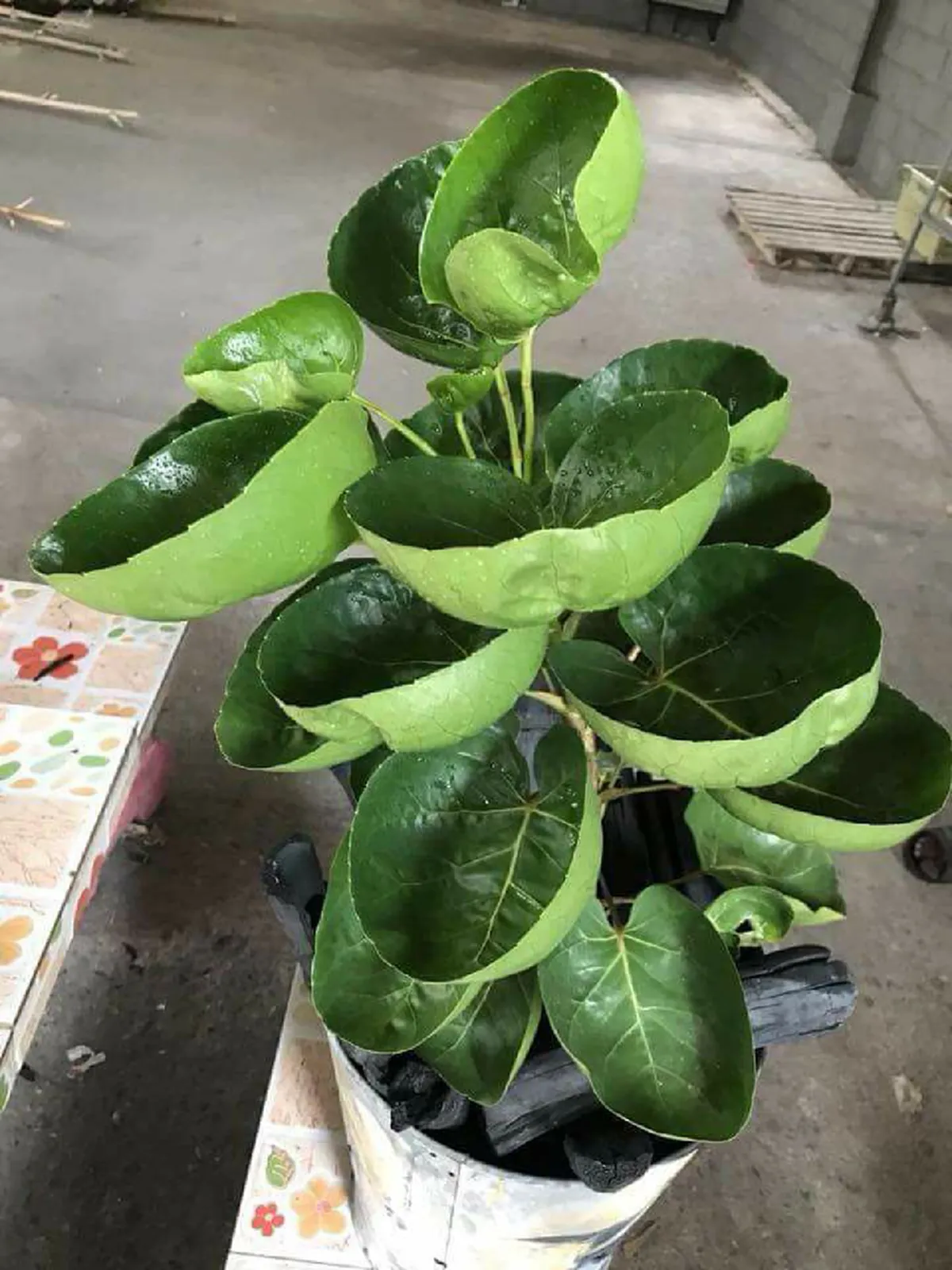 สิ่งดีๆจากธรรมชาติ  "ใบเล็บครุฑอังกา" อีกหนึ่งทางเลือกทดเเทน "พลาสติก","โฟม" ช่วยลดขยะ ลดโลกร้อน!!