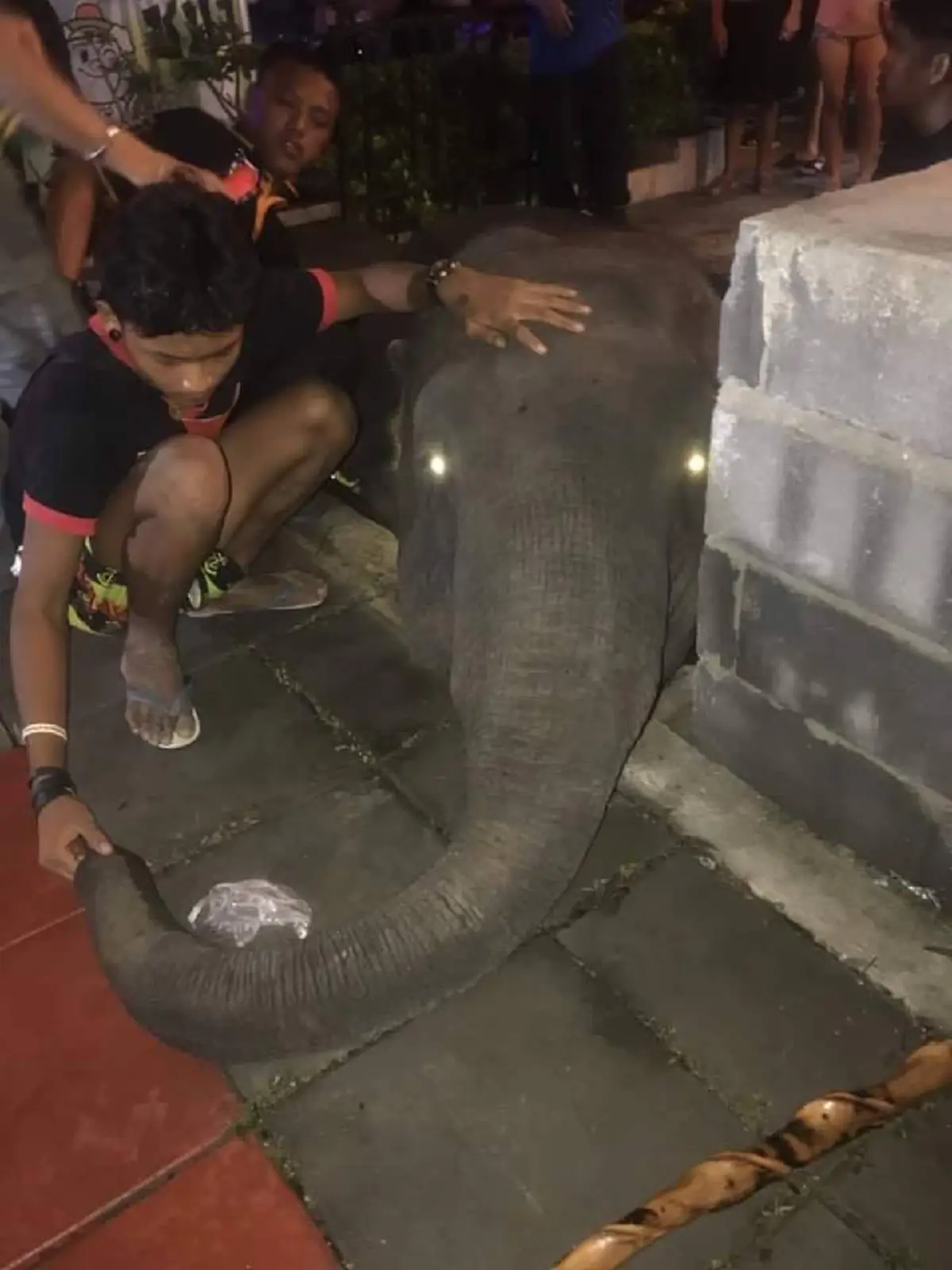 ทรมานสุดใจ สุดยื้อ "พลายนำโชค" ล้มสงบ พลาดเดินตกท่อถูกคนเลี้ยงพามาเร่ร่อนหาเงิน