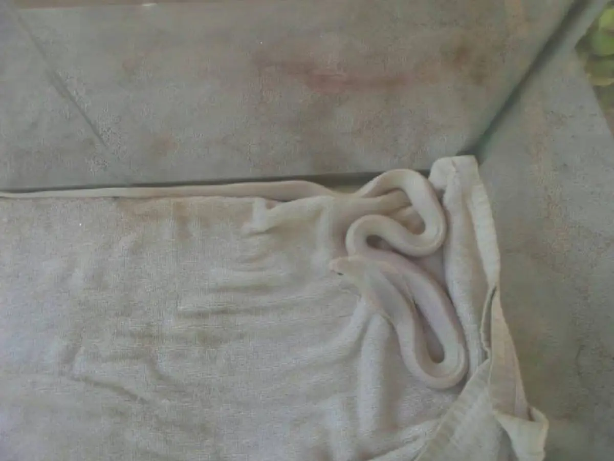 สัตว์มงคลมาเยือนถึงที่ "งูเห่าเผือก" เลื้อยเข้าบ้าน เชื่อมาให้โชคให้ลาภ ซ้ำก่อนหน้าเห็นหญิงชุดไทยใส่โซ่ตรวน