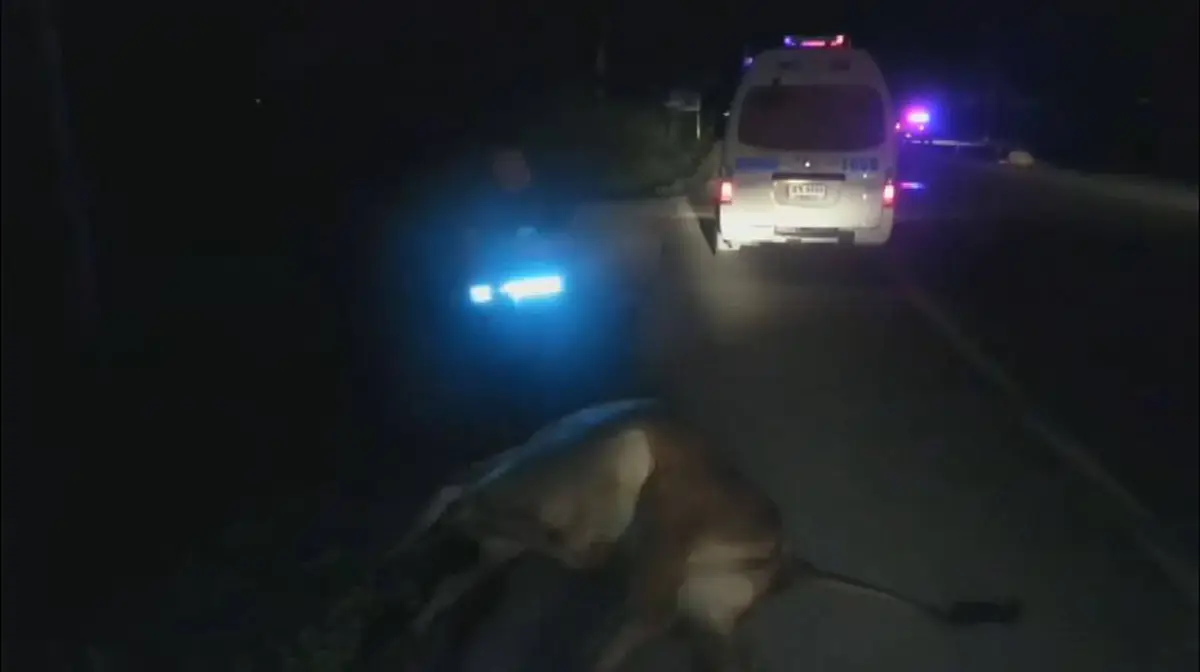 ยังหาเจ้าของไม่เจอ ฝูงวัว 6 ชีวิตวิ่งตัดหน้ารถพ่วง 22 ล้อ โดนชนดับสลด สะเทือนใจ 3 ตัวกำลังท้อง