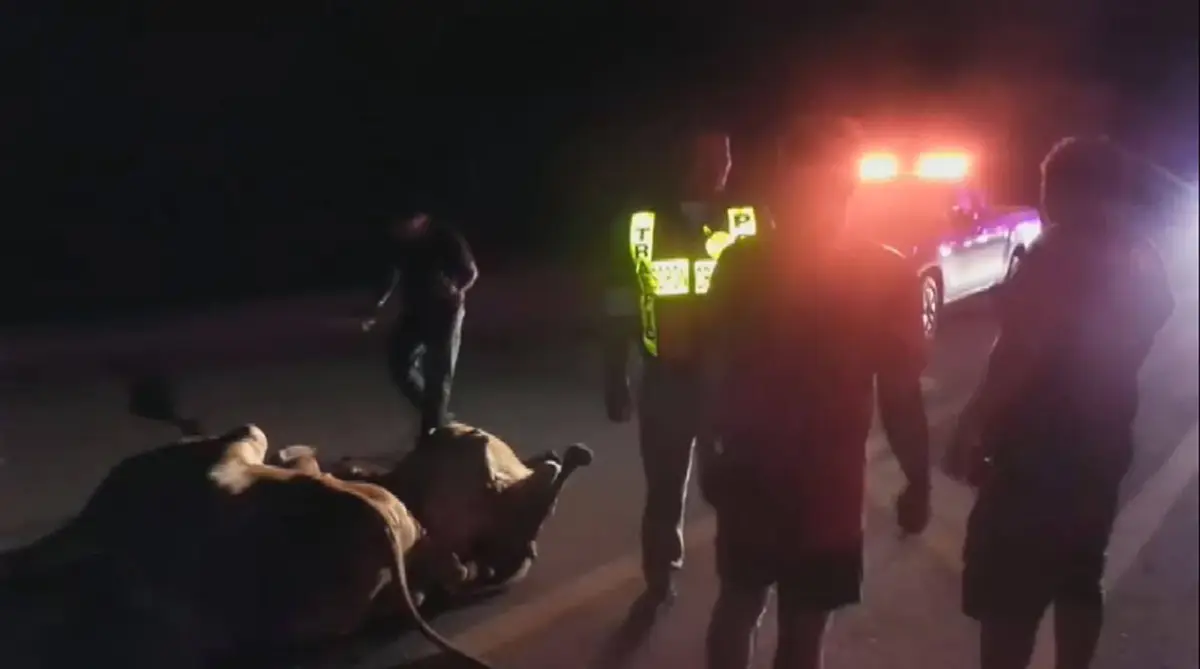 ยังหาเจ้าของไม่เจอ ฝูงวัว 6 ชีวิตวิ่งตัดหน้ารถพ่วง 22 ล้อ โดนชนดับสลด สะเทือนใจ 3 ตัวกำลังท้อง