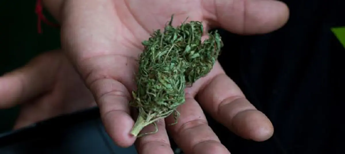 เตือนสายเขียว  ปลดล็อดกัญชา แต่อย่าหลงปลูกหลังบ้าน