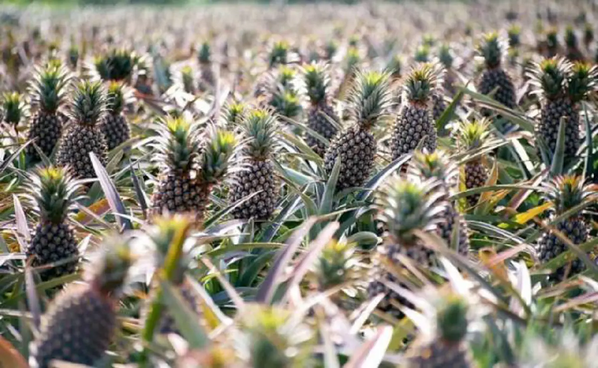 #รู้หรือไม่!! “พืชผักผลไม้” 20 ชนิด ก่อนจะมาเป็นอาหาร มันเคยมีหน้าตา แบบนี้มาก่อน เห็นแล้วถึงกับขยี้ตารัวๆ !! (ชมภาพ)