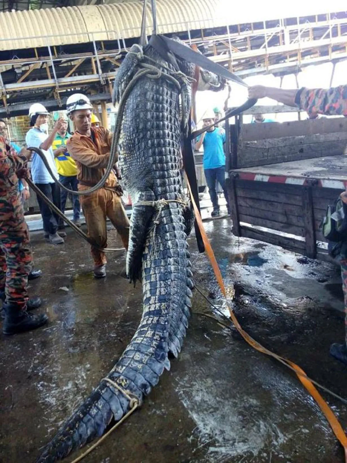 สิ้นลายไอ้เข้!! นักดับเพลิงอินโด ร่วมมือช่วย \"จระเข้ยักษ์\" ยาว 20 ฟุต หลังว่ายมาติดท่อระบายน้ำ ทุลักทุเล ทั้งกลัวและสงสาร สุดท้ายไม่รอด