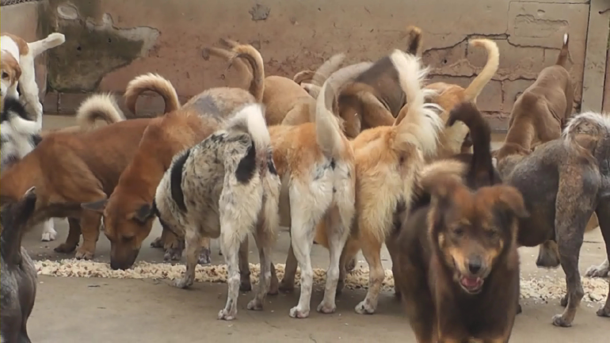 หมาแมวล้นวัด !!! วัดดังอ่างทอง ขึ้นป้ายใหญ่ "พอแล้วโยม หมากับแมว ต้องการผ้าป่า" กระตุ้นจิตใต้สำนึกญาติโยม !!!