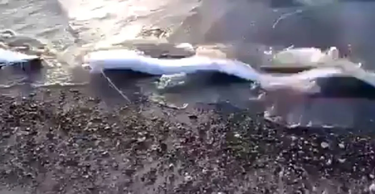 เป็นมงคลแก่ผู้พบเห็น!! ชาวบ้าน พบสัตว์คล้าย "พญานาค" เกยตื้น ยกมือสาธุ งวดนี้ขอให้ร่ำรวย (คลิป)