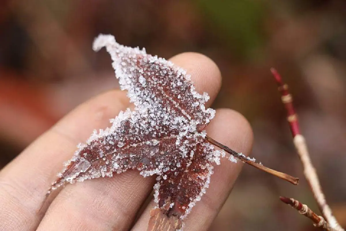 ฮือฮาสุดๆ ชมภาพเทือกเขา “คากาโบราชี” ในพม่า หิมะตกขาวโพลนสวยงาม งานนี้ไม่ต้องไปไกลถึงยุโรปแล้ว