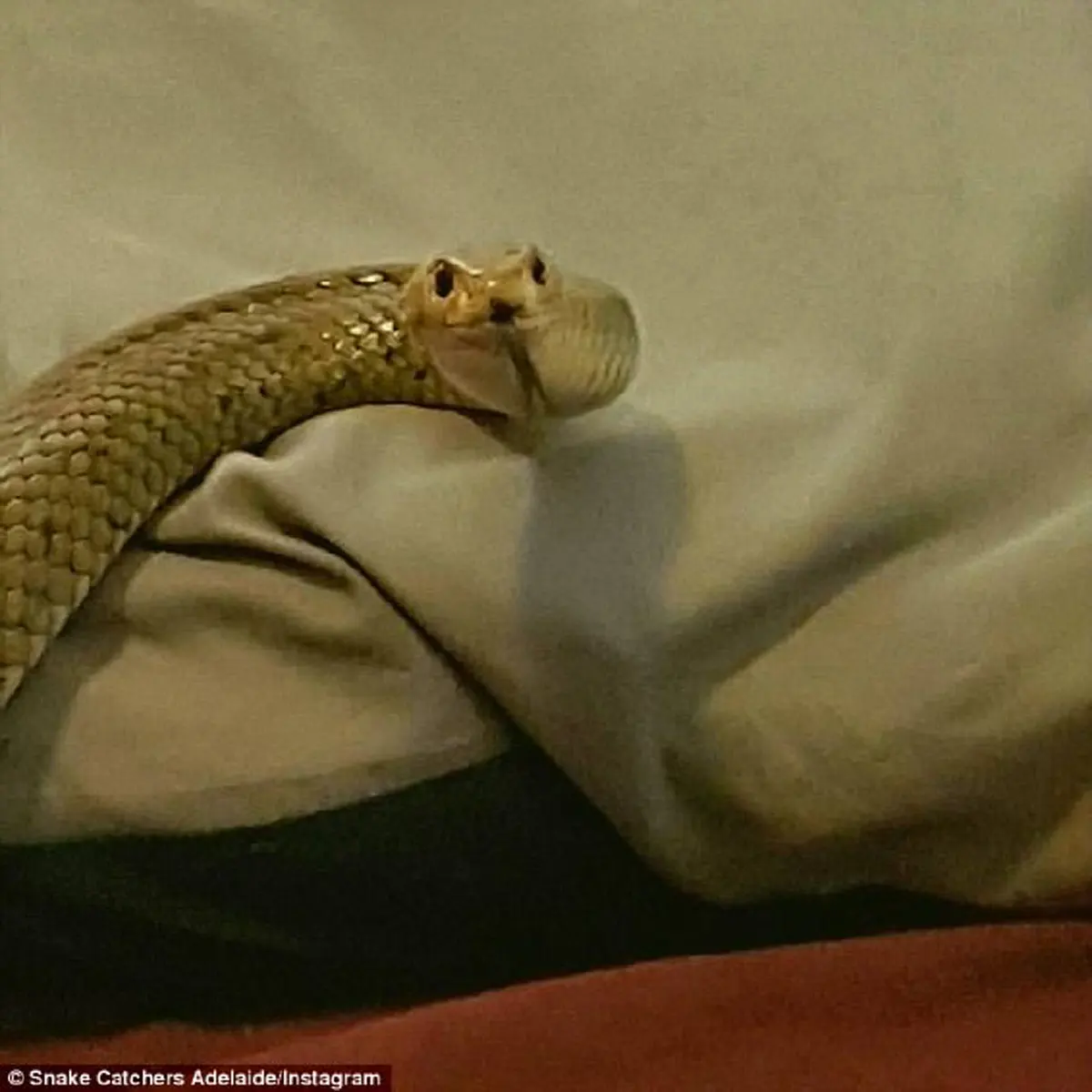 คู่รักแทบช็อก!! เจองูพิษร้ายแรงอันดับ 2 ของโลก โผล่จ๊ะเอ๋ถึงเตียงนอน