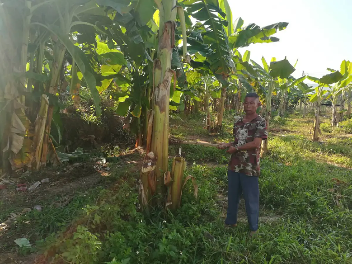 สุดพิลึก!! เมียเฮลั่นบ้าน ดีใจยิ่งกว่าถูกหวย "ผัวถูกตำรวจจับ" คดีฟันต้นกล้วย  ชาวบ้านรู้ข่าวมายินดียกใหญ่!!