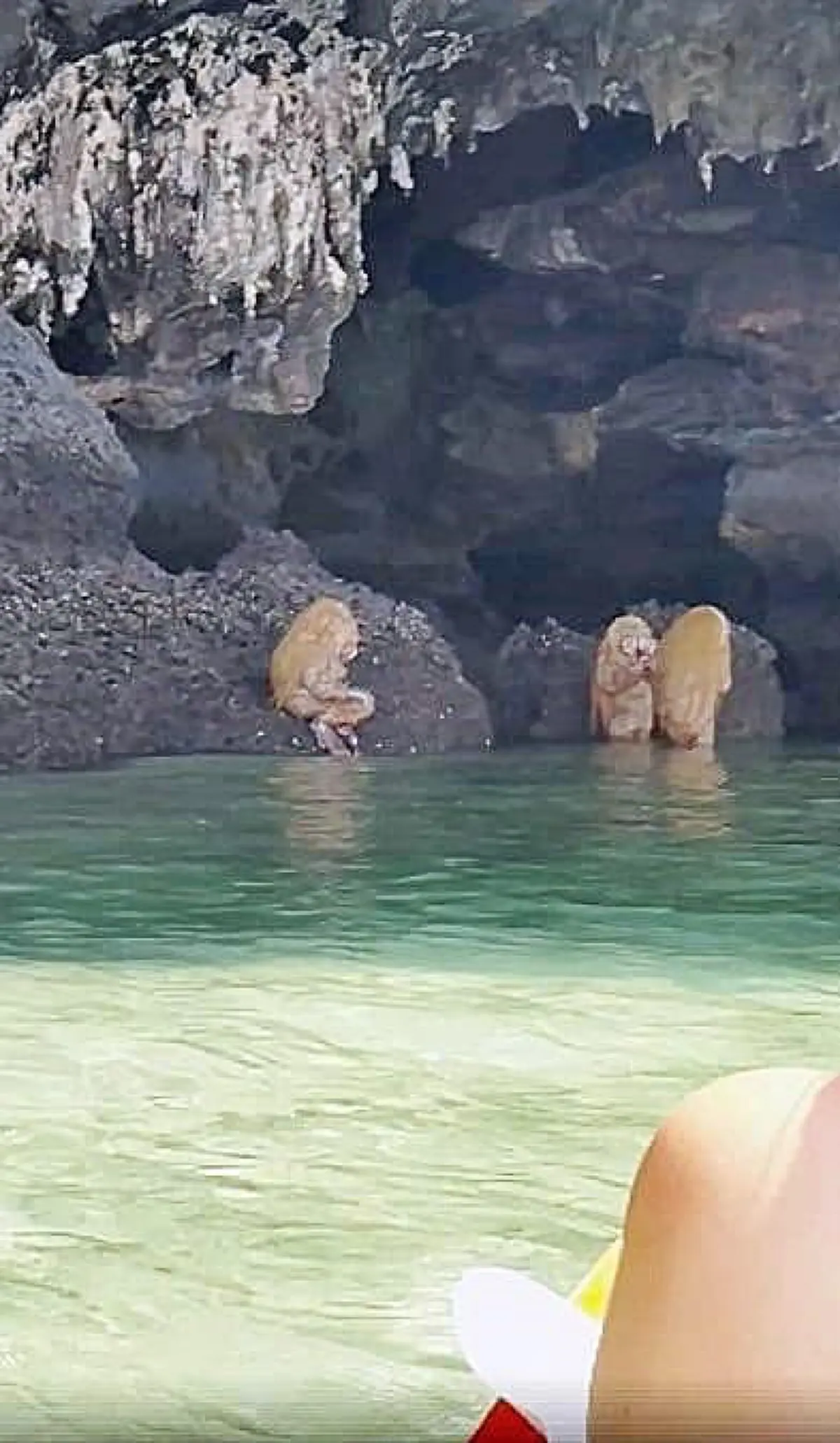 ฮือฮากันทั้งเกาะ! พบฝูงสัตว์คล้ายในนิยาย นั่งพนมมืออยู่ข้างเกาะเหมือนพิธีกรรม "แท้จริงแล้วไม่ใช่ลิง"(คลิป)
