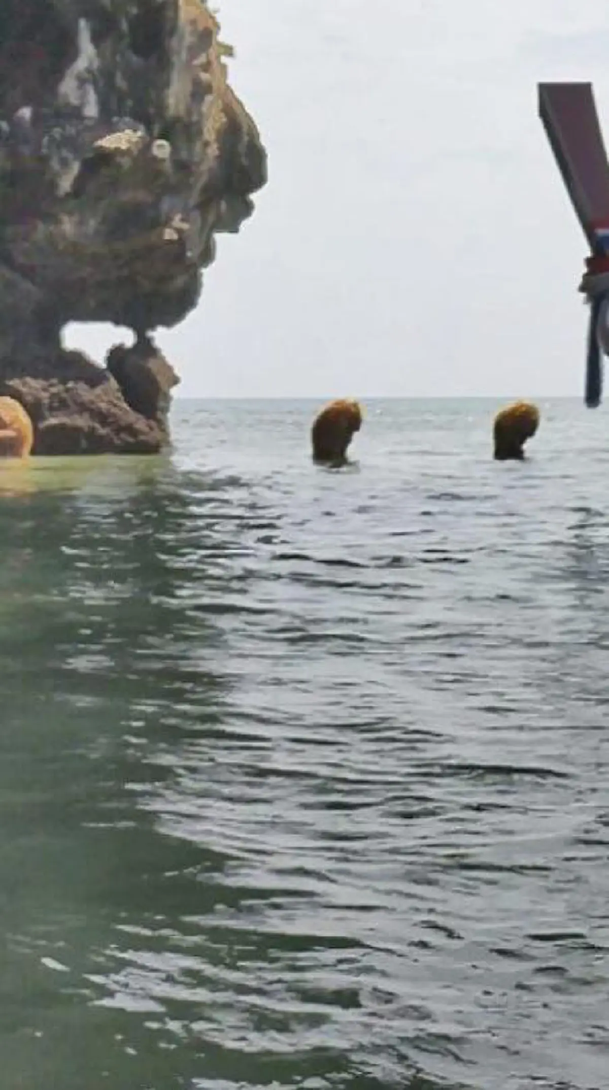 ฮือฮากันทั้งเกาะ! พบฝูงสัตว์คล้ายในนิยาย นั่งพนมมืออยู่ข้างเกาะเหมือนพิธีกรรม "แท้จริงแล้วไม่ใช่ลิง"(คลิป)