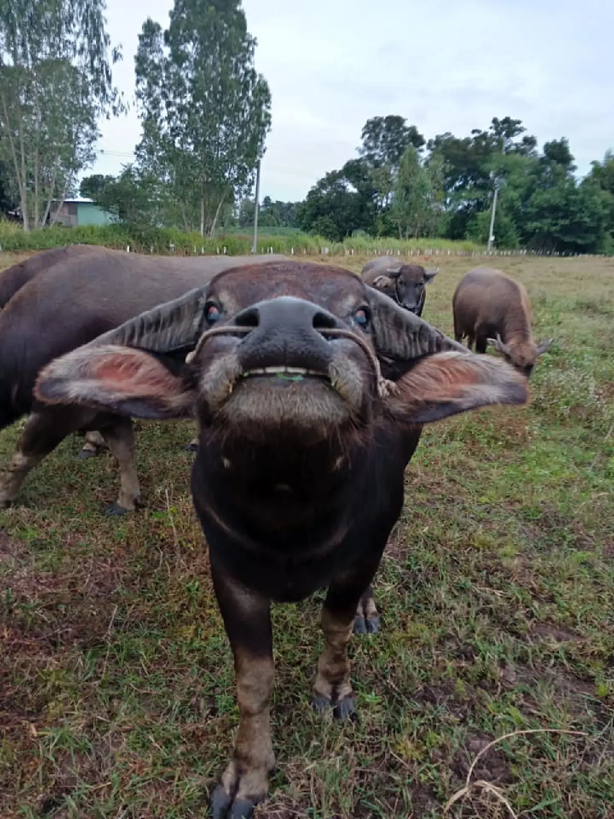 ชายที่มีความสุขที่สุดในโลก โซเชียลตกหลุมรักชายหนุ่มกับควายของเขา ยิ้มแฉ่งมีความสุขโชว์ฟันขาวถ่ายรูปคู่สุดทะเล้น