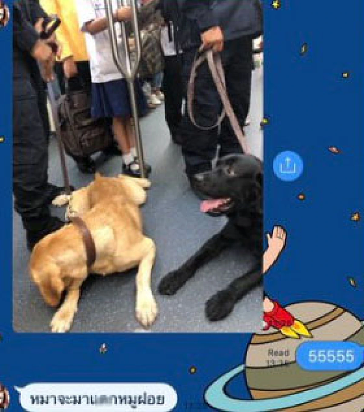 เจอตัวแล้ว เจ้าของหมูฝอยบนรถไฟฟ้าที่สุนัขK9ต้องยอมสยบให้