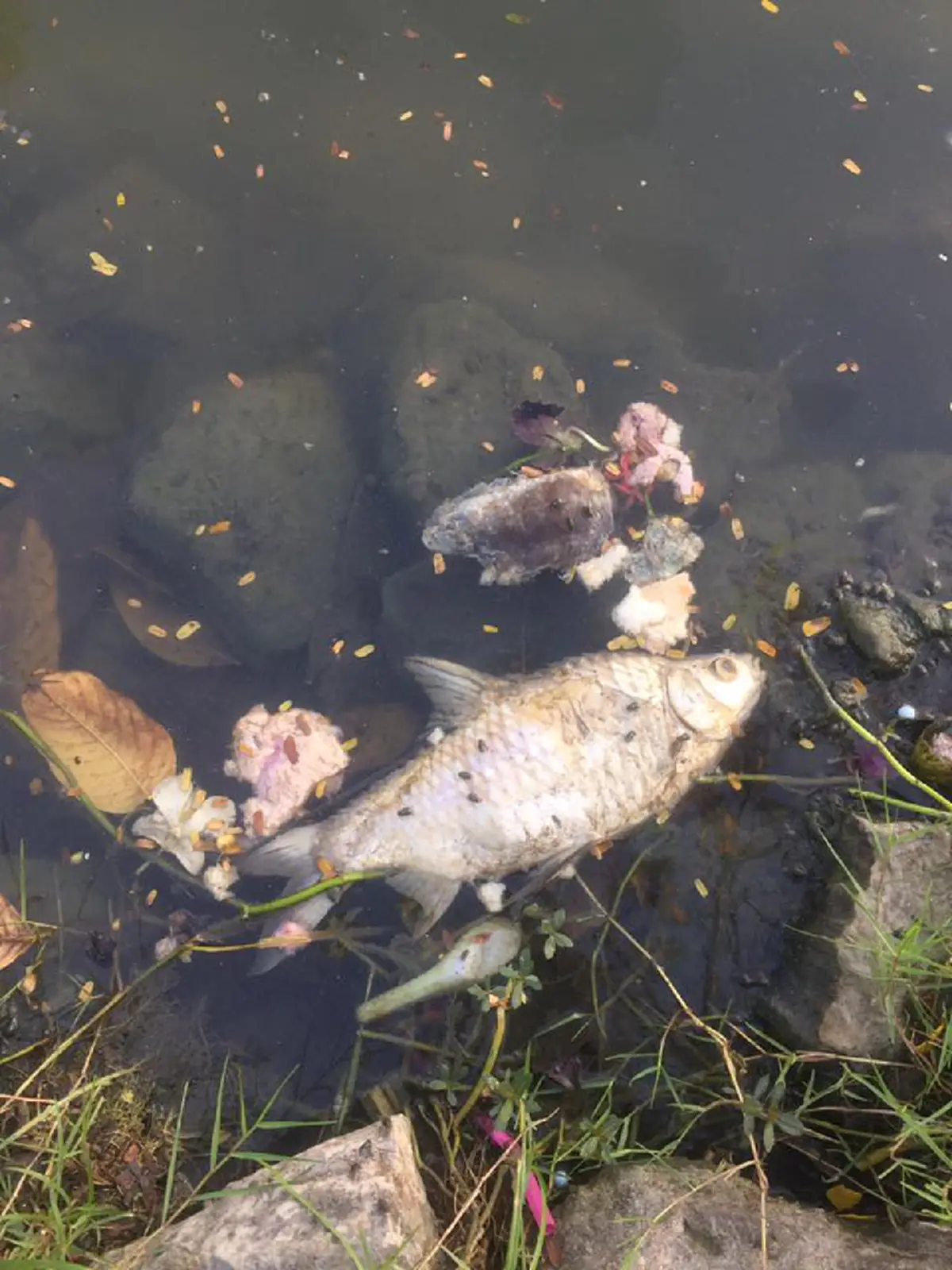 ปลาลอยตายเกลื่อน ในสระน้ำม.เกษตรฯ หลังคืนวันลอยกระทง