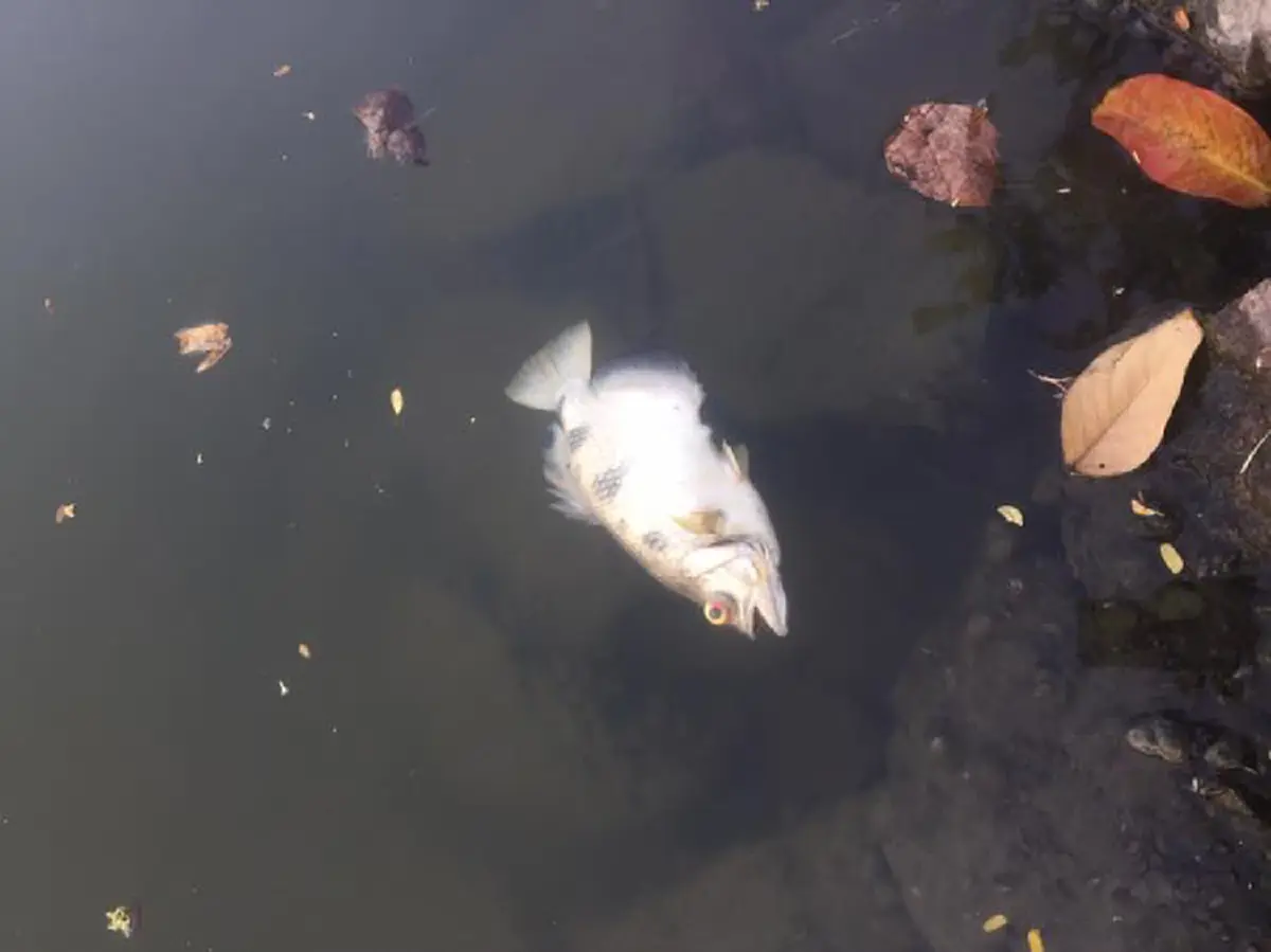 ปลาลอยตายเกลื่อน ในสระน้ำม.เกษตรฯ หลังคืนวันลอยกระทง