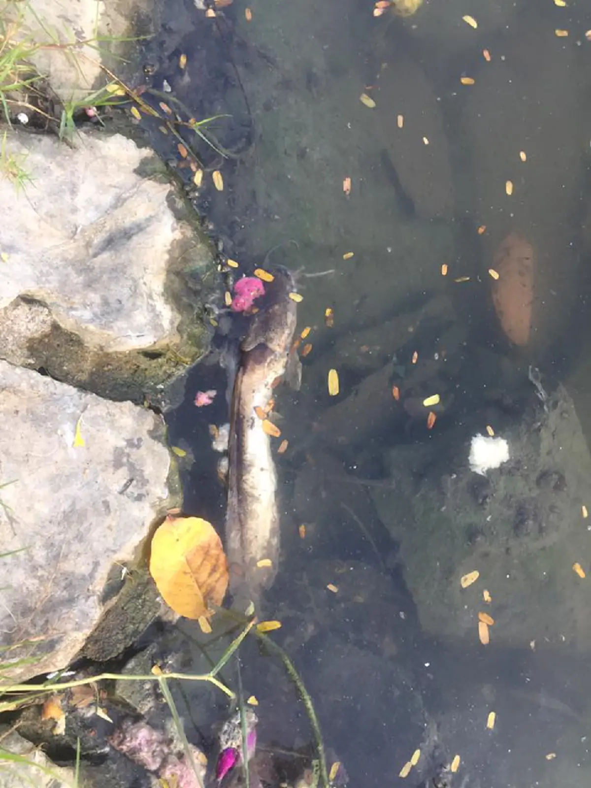 ปลาลอยตายเกลื่อน ในสระน้ำม.เกษตรฯ หลังคืนวันลอยกระทง