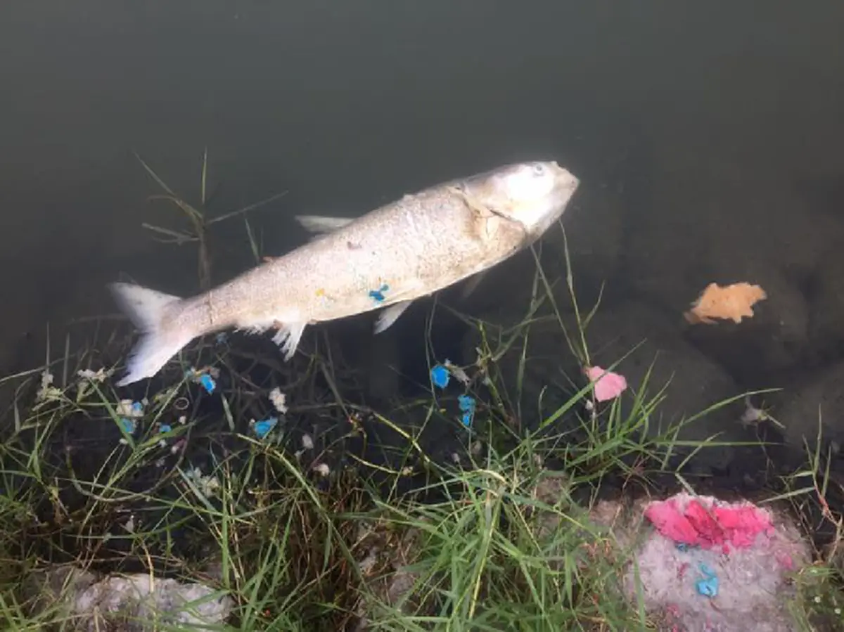 ปลาลอยตายเกลื่อน ในสระน้ำม.เกษตรฯ หลังคืนวันลอยกระทง