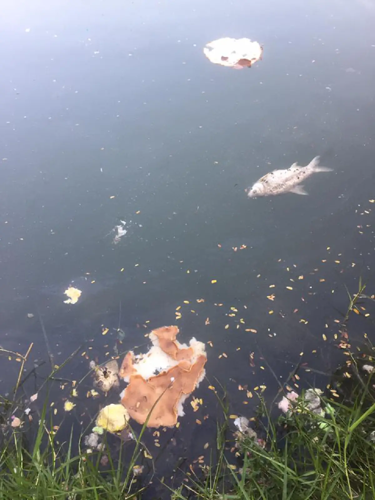 ปลาลอยตายเกลื่อน ในสระน้ำม.เกษตรฯ หลังคืนวันลอยกระทง