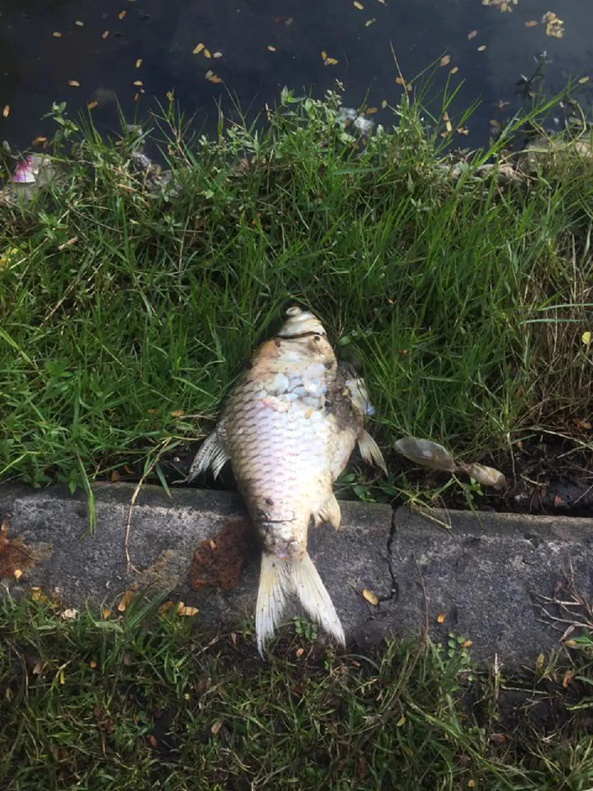 ปลาลอยตายเกลื่อน ในสระน้ำม.เกษตรฯ หลังคืนวันลอยกระทง