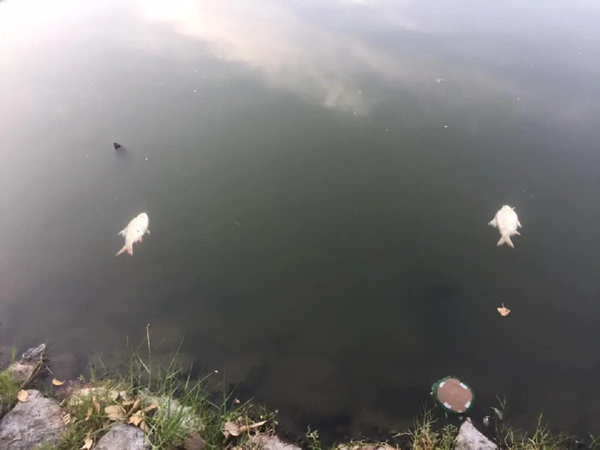 ปลาลอยตายเกลื่อน ในสระน้ำม.เกษตรฯ หลังคืนวันลอยกระทง