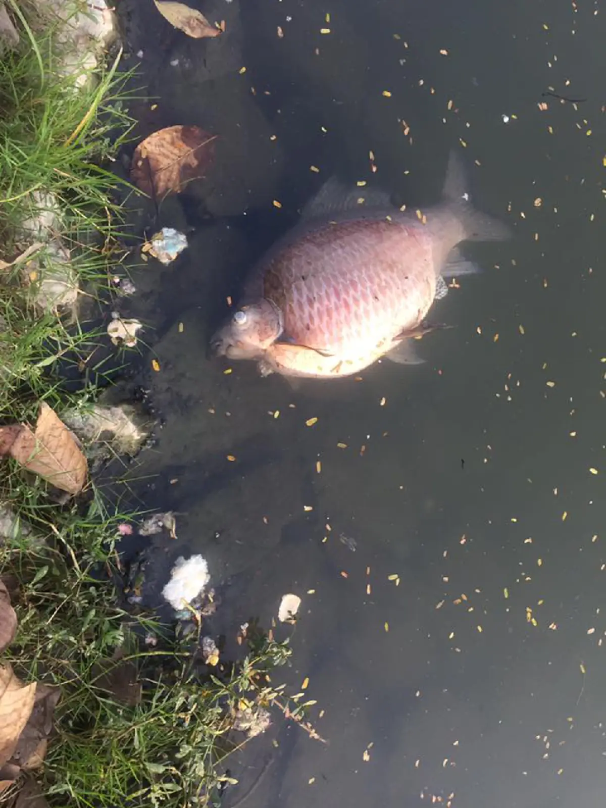 ปลาลอยตายเกลื่อน ในสระน้ำม.เกษตรฯ หลังคืนวันลอยกระทง