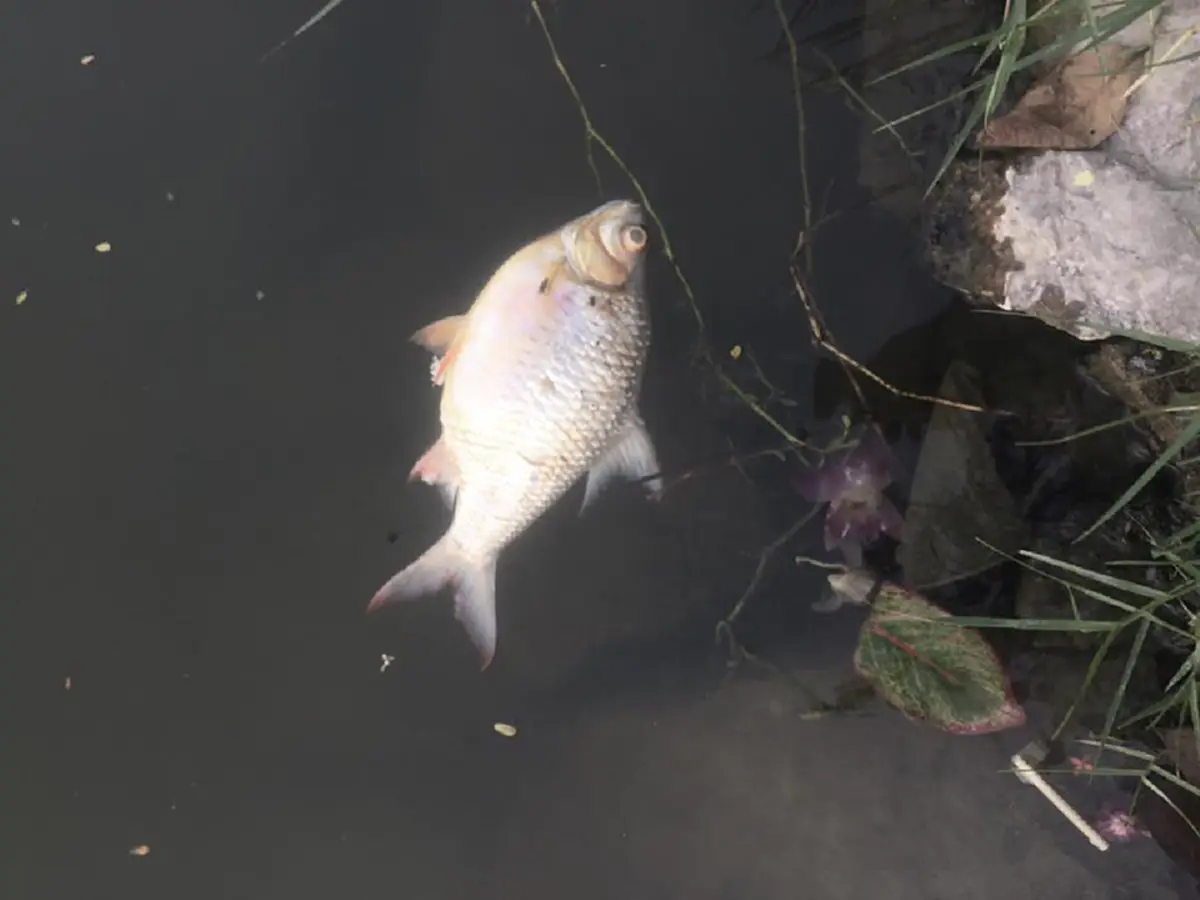 ปลาลอยตายเกลื่อน ในสระน้ำม.เกษตรฯ หลังคืนวันลอยกระทง