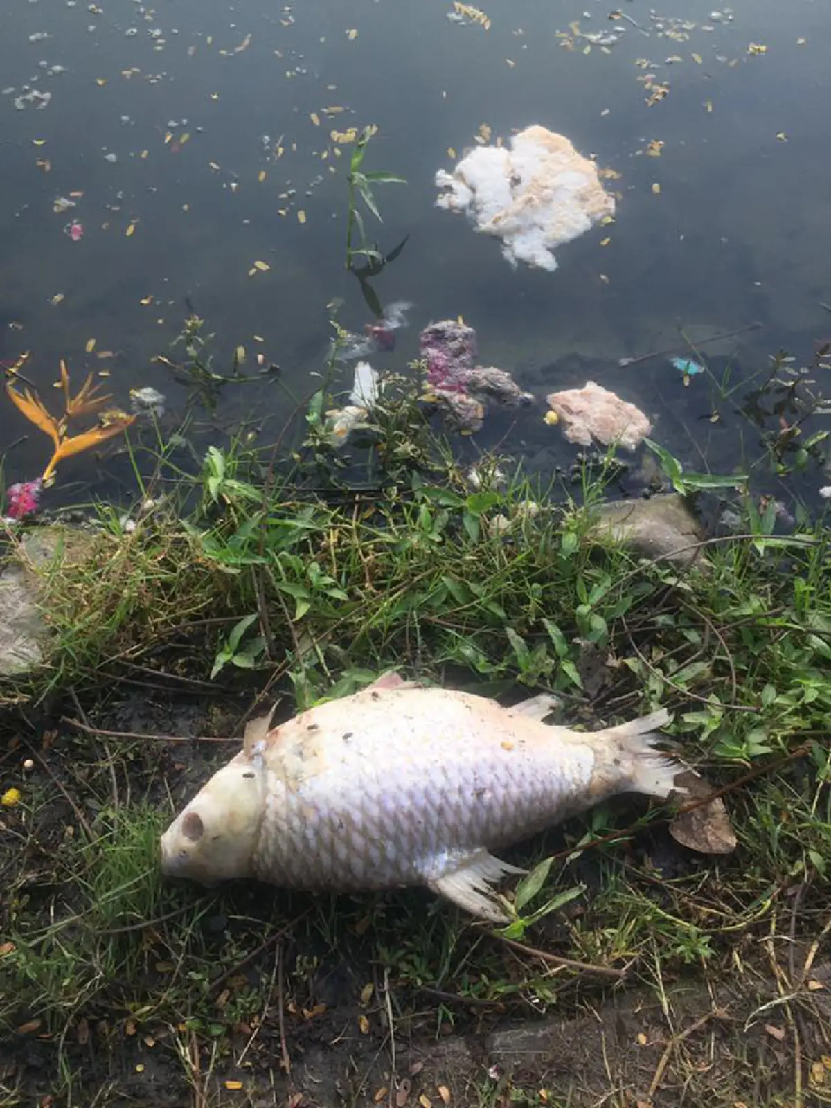 ปลาลอยตายเกลื่อน ในสระน้ำม.เกษตรฯ หลังคืนวันลอยกระทง