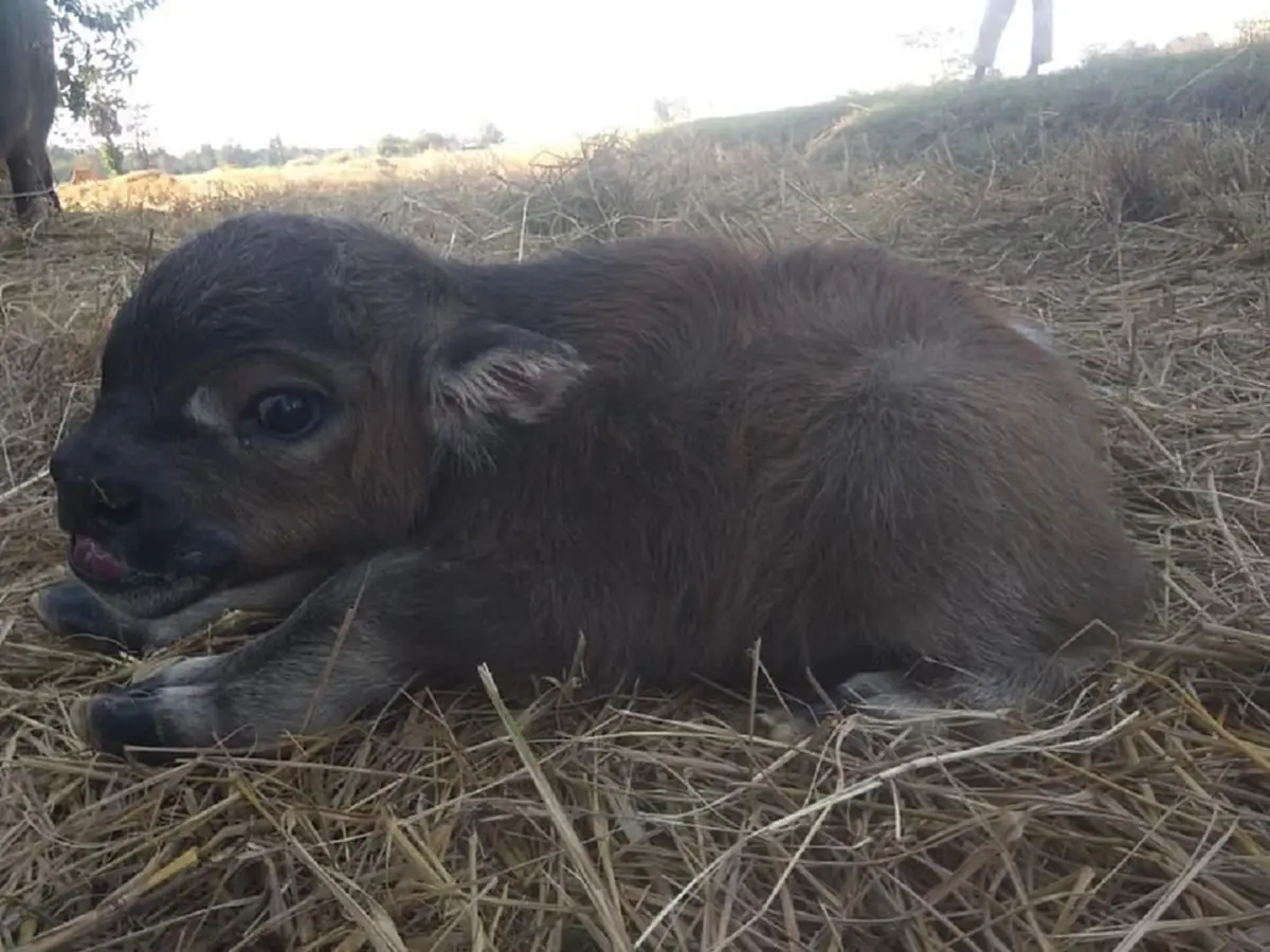 ลูกควายเพิ่งเกิดไร้หาง ตัวสั้น ชาวเน็ตชมน่ารักเหมือนกระต่าย