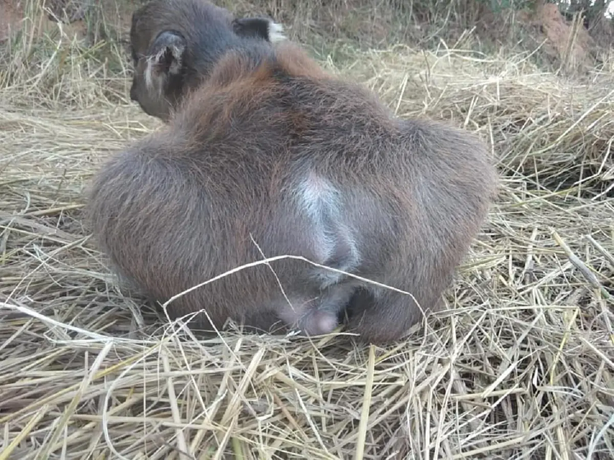 ลูกควายเพิ่งเกิดไร้หาง ตัวสั้น ชาวเน็ตชมน่ารักเหมือนกระต่าย