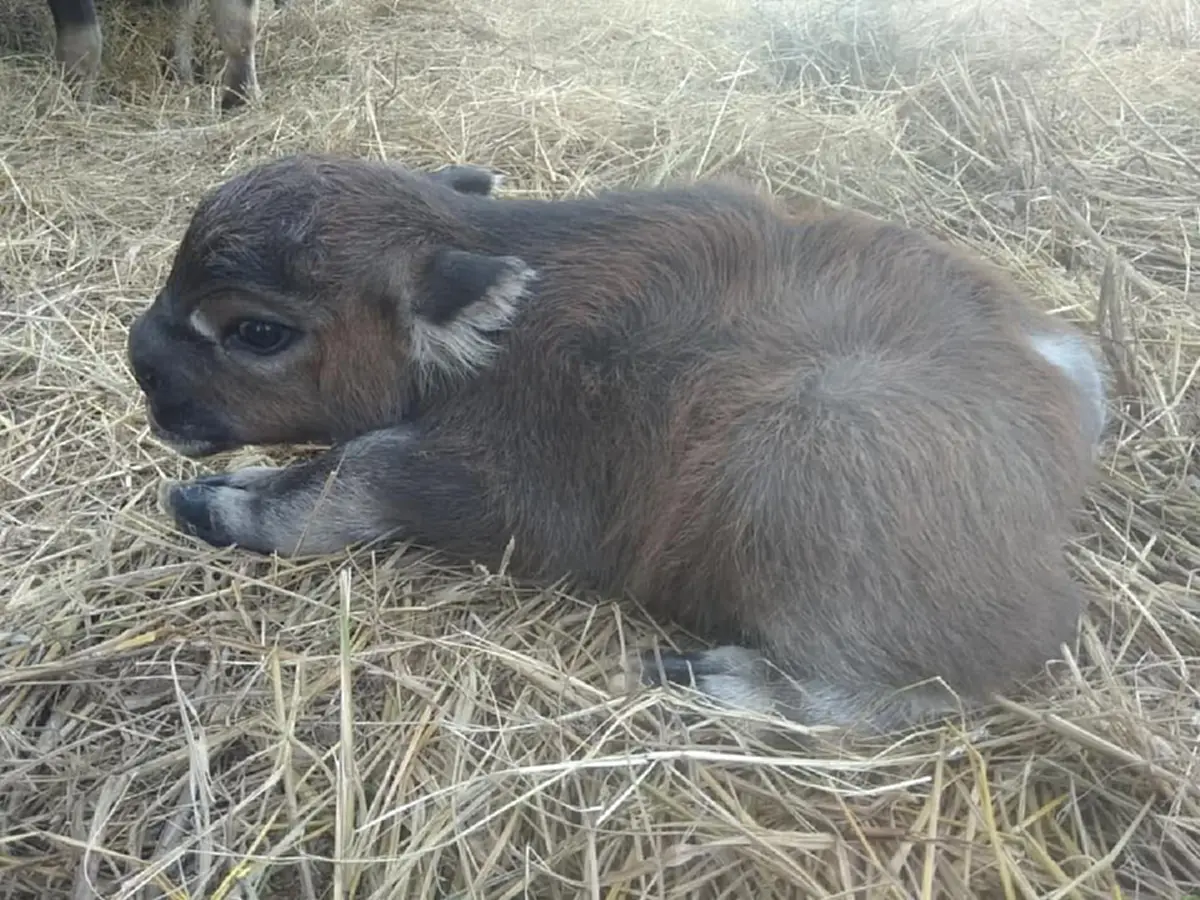 ลูกควายเพิ่งเกิดไร้หาง ตัวสั้น ชาวเน็ตชมน่ารักเหมือนกระต่าย