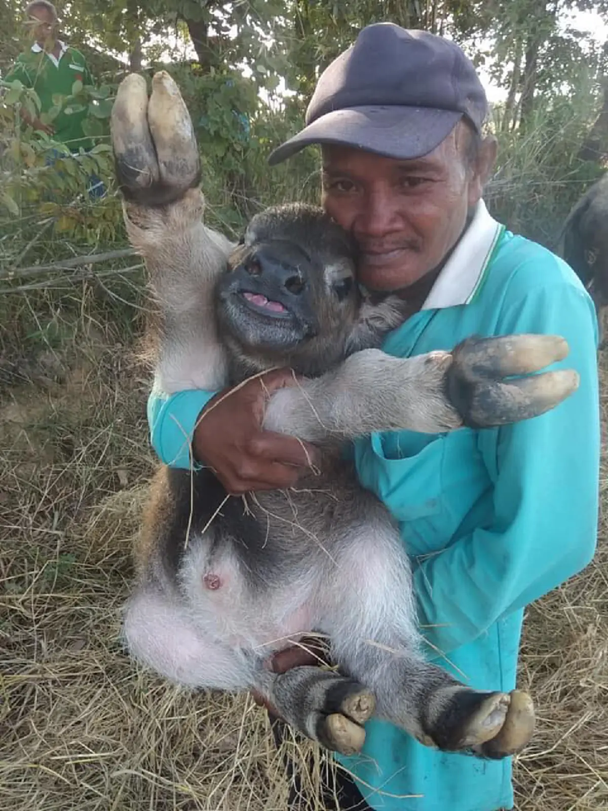 ลูกควายเพิ่งเกิดไร้หาง ตัวสั้น ชาวเน็ตชมน่ารักเหมือนกระต่าย