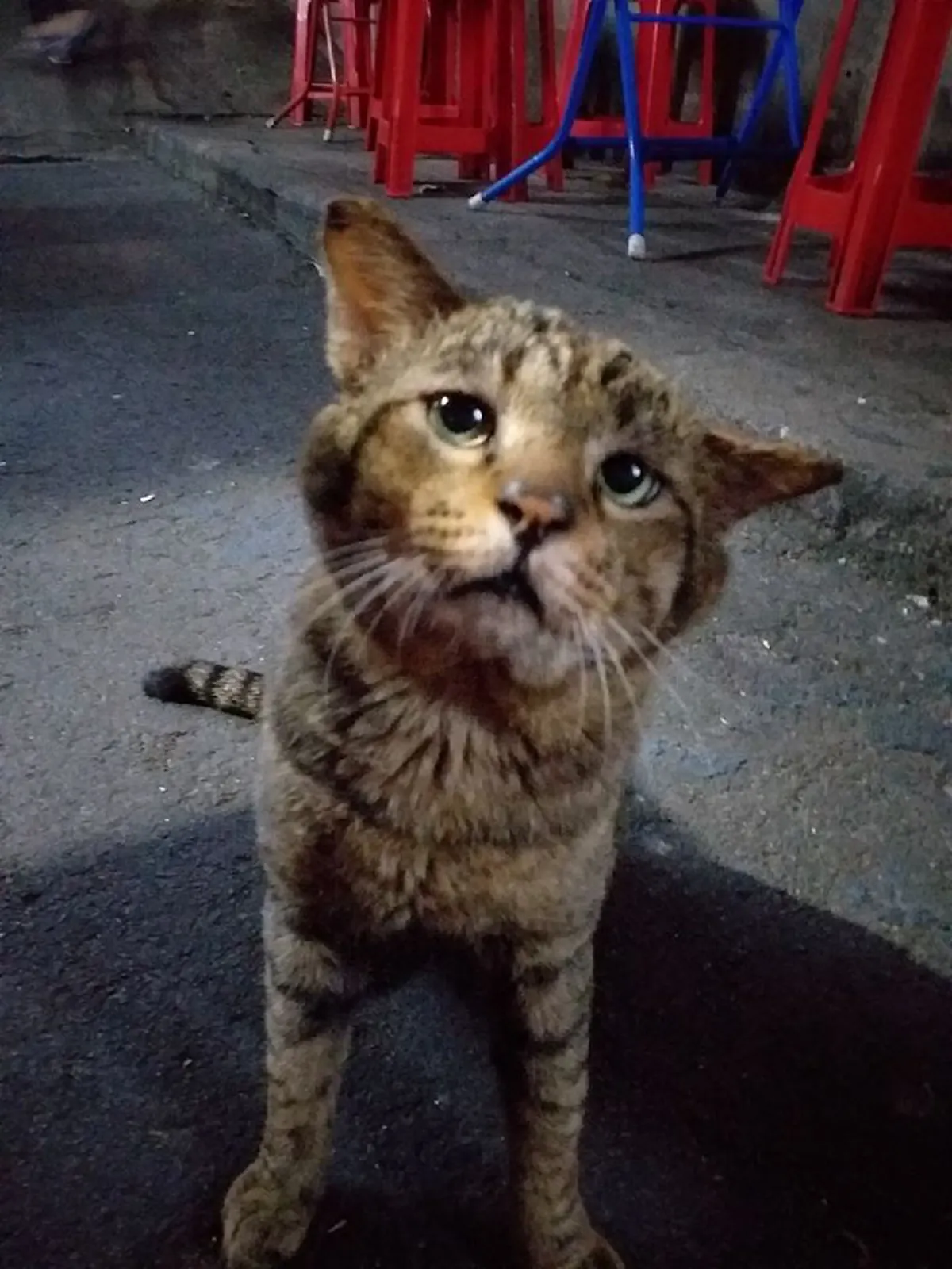 เเมวจรหน้าเศร้า อ้อนขอกินข้าวมันไก่ มีสาวใจดีรับเลี้ยงเเล้ว