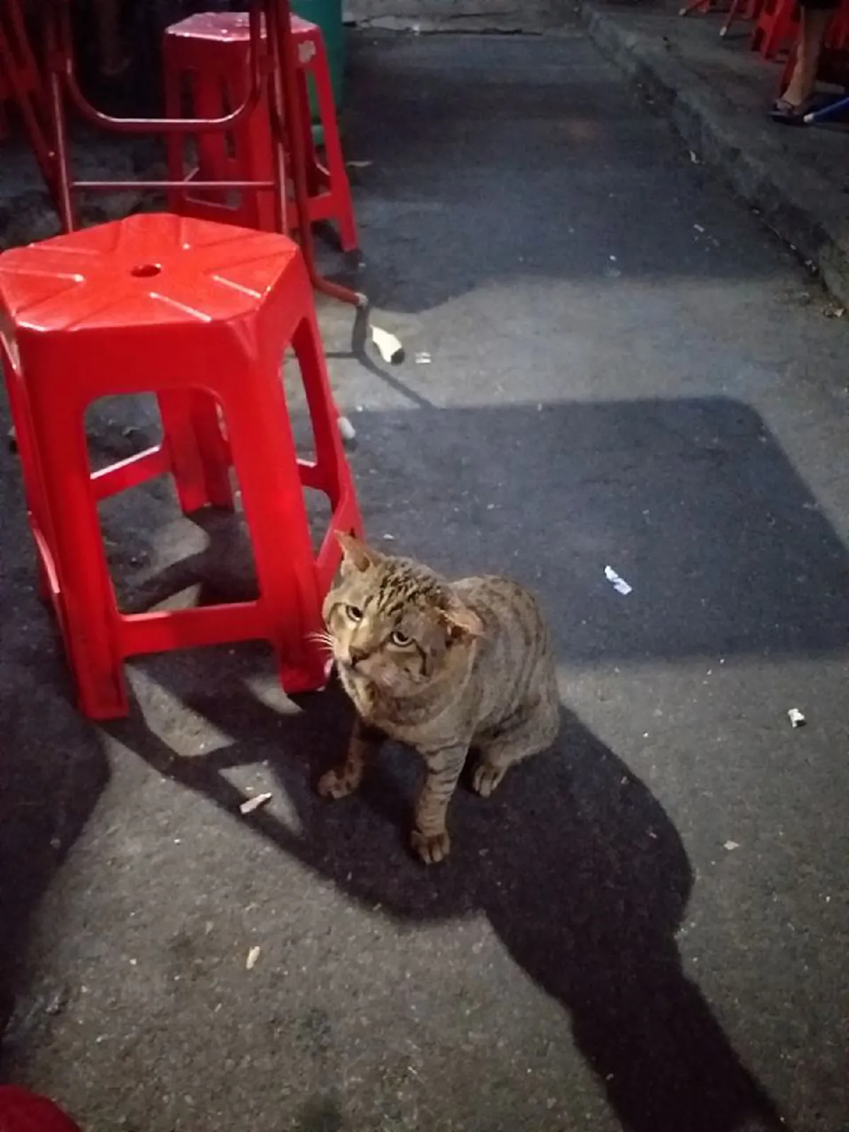 เเมวจรหน้าเศร้า อ้อนขอกินข้าวมันไก่ มีสาวใจดีรับเลี้ยงเเล้ว
