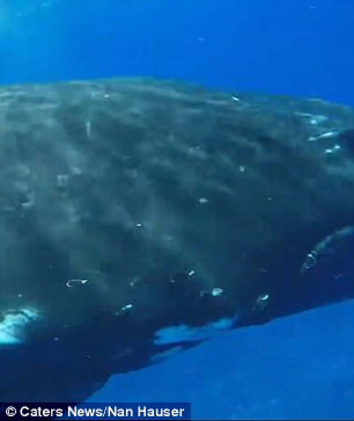 วินาทีชีวิต!!! ปลาวาฬหลังค่อมเข้าช่วยชีวิตนักดำน้ำให้หลบอยู่ใต้ครีบ หลังเกือบถูกปลาฉลามพุ่งเข้ามาทำร้ายร่างกาย (คลิป)