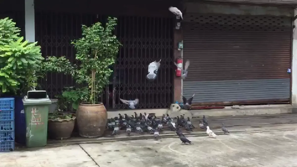 พลังโซเชียลล้วนๆ จนท.เขตฯเจรจาป้าเลี้ยงนกพิราบฝูงใหญ่ เตือนหยุดให้อาหาร ทำเพื่อบ้านเดือดร้อนเสี่ยงเจอโทษคุก