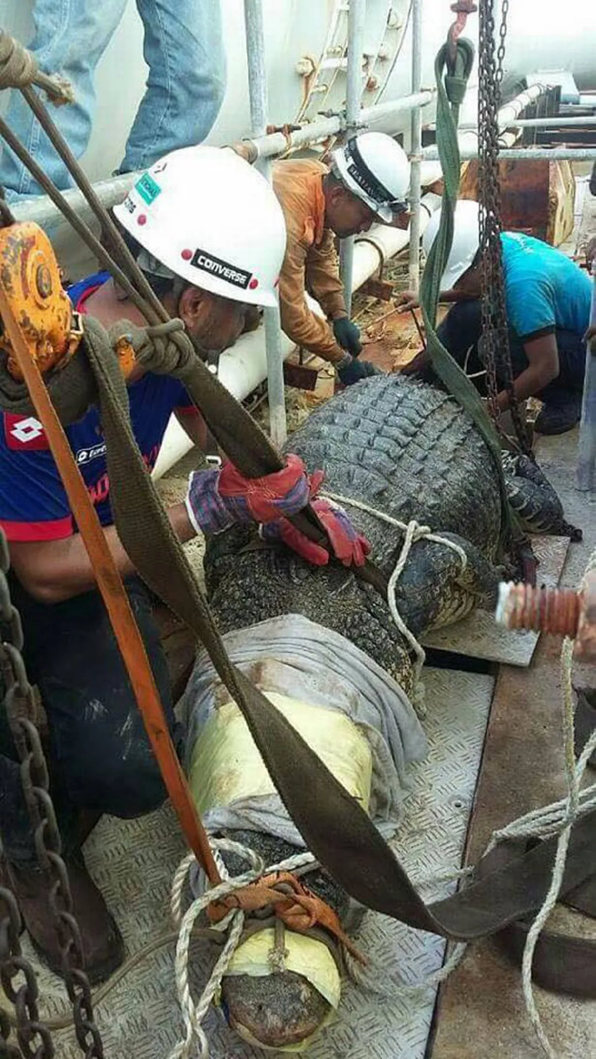 สิ้นลายไอ้เข้!! นักดับเพลิงอินโด ร่วมมือช่วย \"จระเข้ยักษ์\" ยาว 20 ฟุต หลังว่ายมาติดท่อระบายน้ำ ทุลักทุเล ทั้งกลัวและสงสาร สุดท้ายไม่รอด