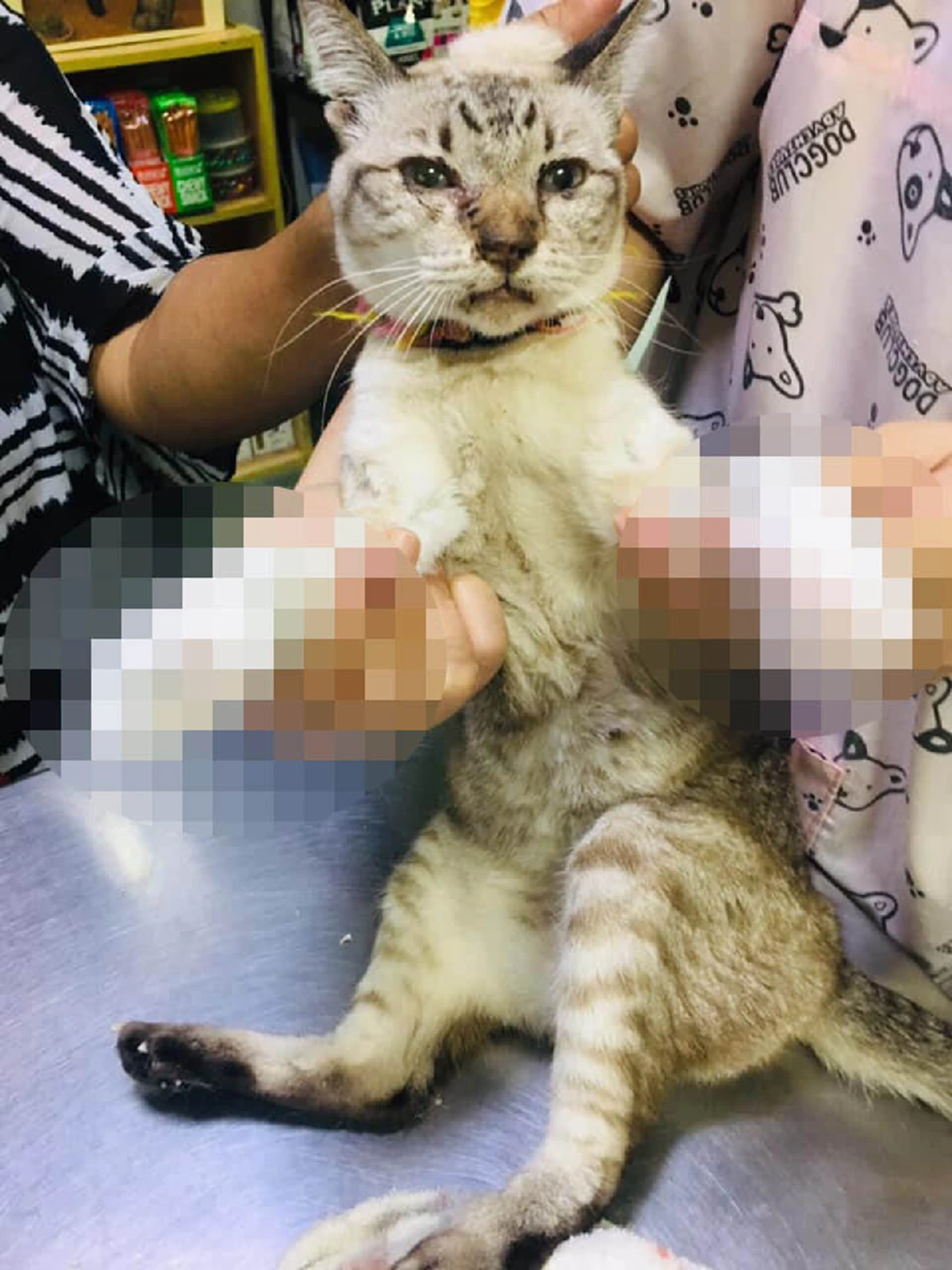 เจ้าแมวเจ็บหนัก เพราะเจ้าของปล่อยให้เล็บยาวจิกเข้าเนื้อ สัตวแพทย์เตือนทรมานเหมือนเดินบนใบมีด!