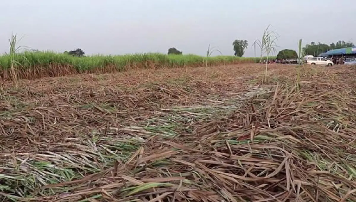 "คนขับรถไถ"ยืนหยัดสู้ ไม่หลบหนี หลังโดนสงสัยขับทับ"น้องซูลุยผิว" ลั่นหากผมไม่ผิด คนที่กล่าวหาผม ต้องมาขอโทษผมด้วย