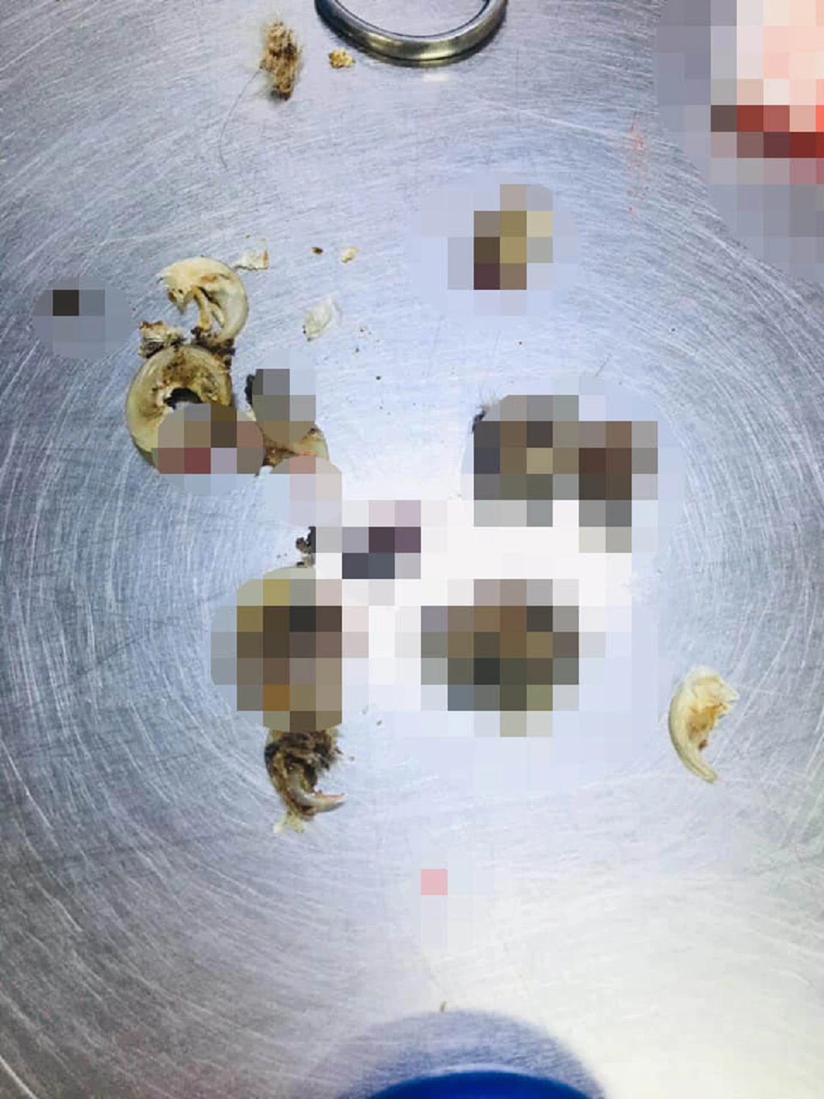 เจ้าแมวเจ็บหนัก เพราะเจ้าของปล่อยให้เล็บยาวจิกเข้าเนื้อ สัตวแพทย์เตือนทรมานเหมือนเดินบนใบมีด!