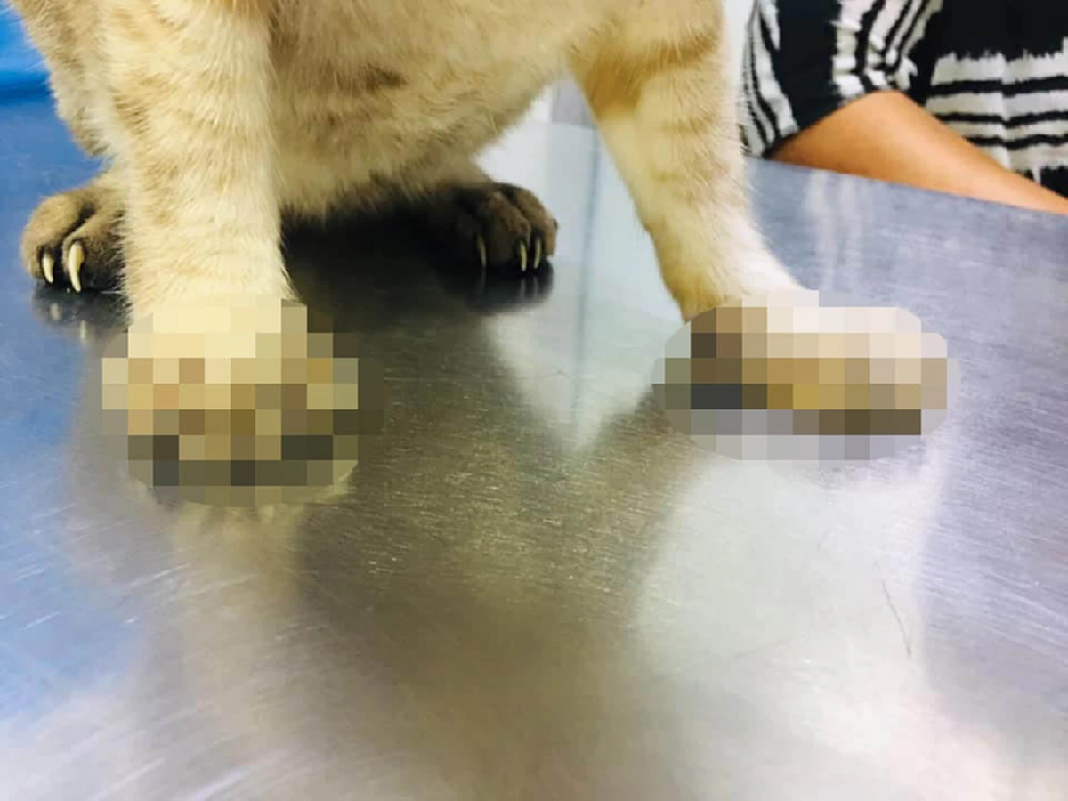 เจ้าแมวเจ็บหนัก เพราะเจ้าของปล่อยให้เล็บยาวจิกเข้าเนื้อ สัตวแพทย์เตือนทรมานเหมือนเดินบนใบมีด!