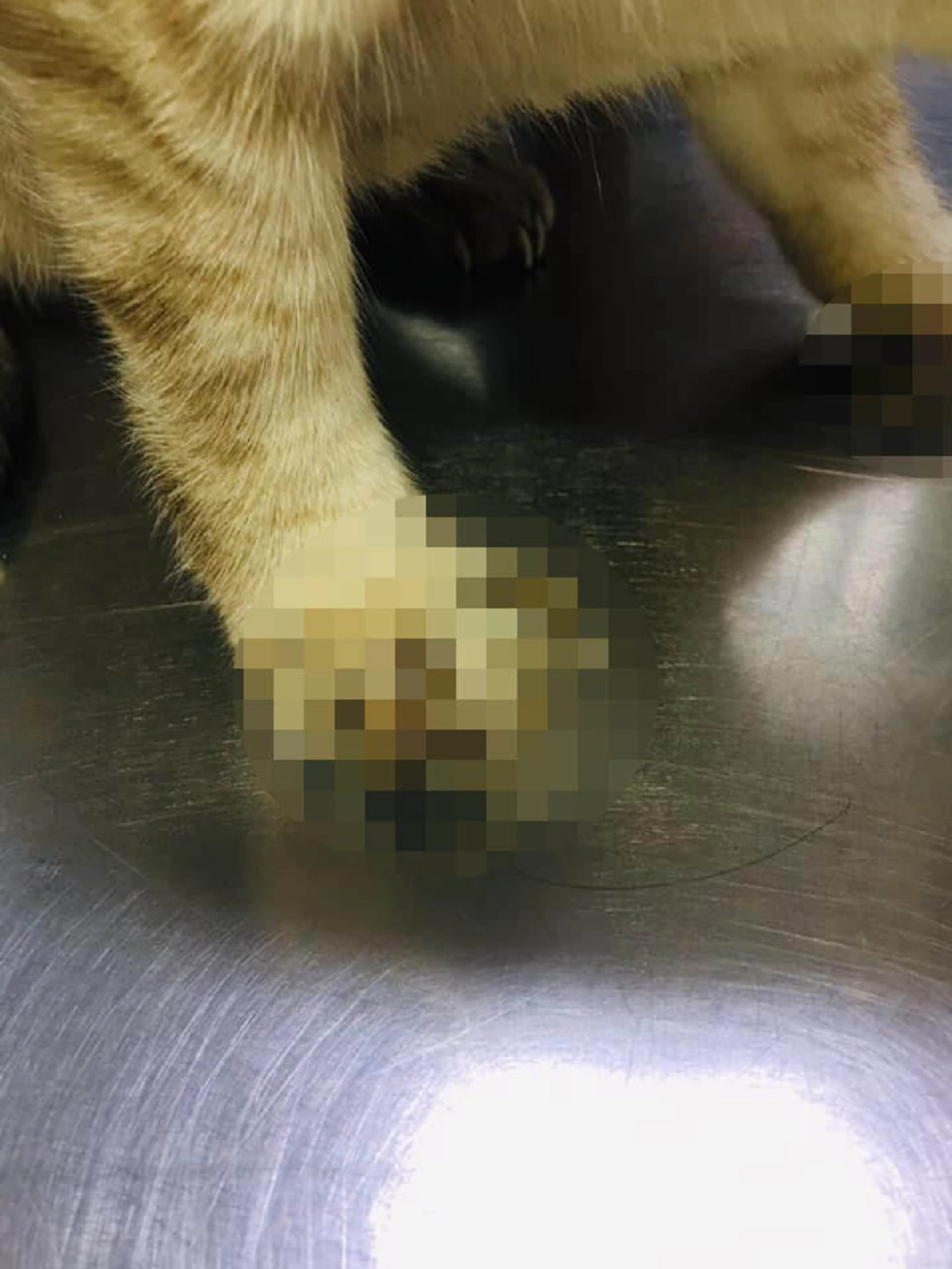 เจ้าแมวเจ็บหนัก เพราะเจ้าของปล่อยให้เล็บยาวจิกเข้าเนื้อ สัตวแพทย์เตือนทรมานเหมือนเดินบนใบมีด!